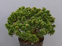 Pinus mugo 'Kasbal'